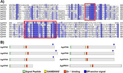 Cry1Ac toxin binding in the velvetbean caterpillar Anticarsia gemmatalis: study of midgut aminopeptidases N